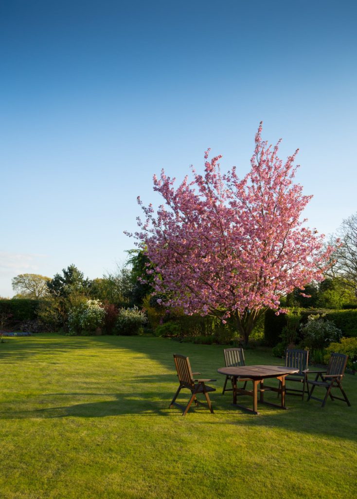 gardener-lawn-tree